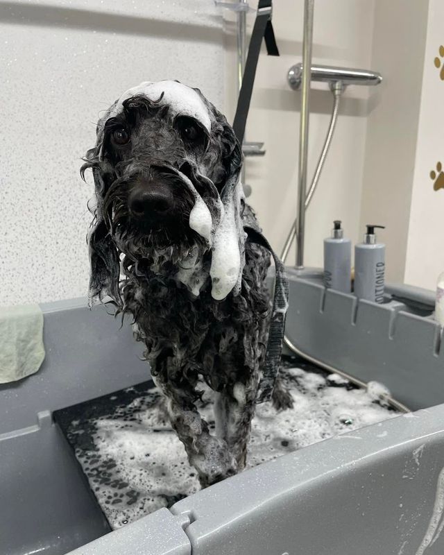 Soapy black curly-coated dog with bubbles on its head in the bath at Kiss My Mutt, Stone