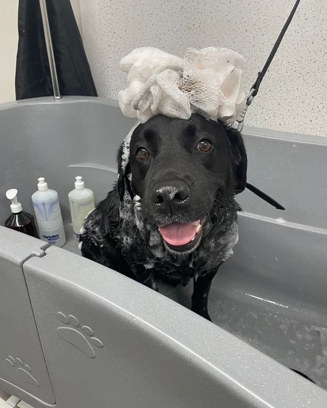 Happy black Labrador-type dog in the bath with a bath puff balanced on its head at Kiss My Mutt, Stone