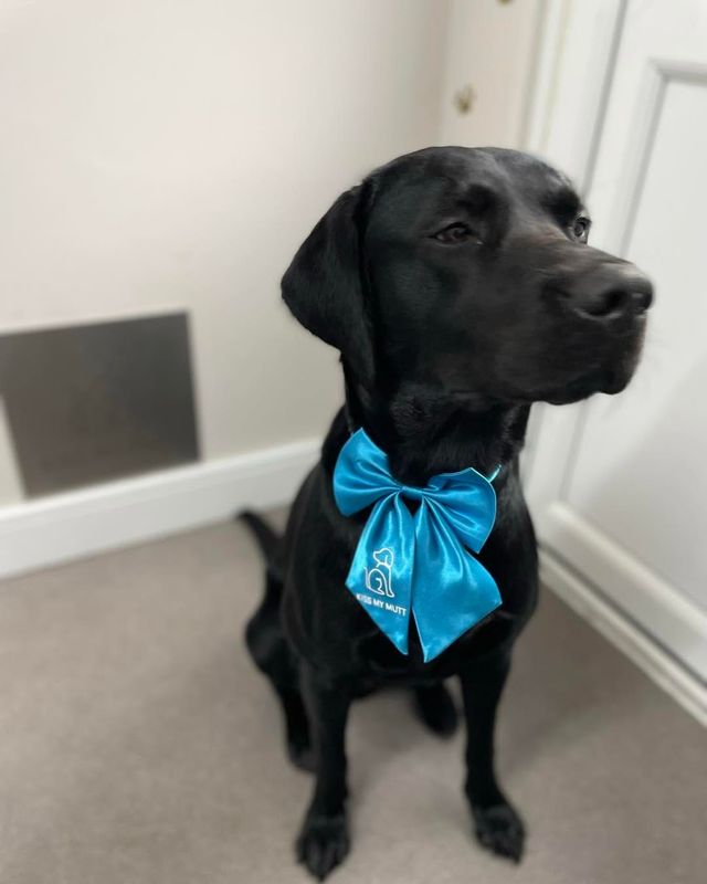 Black Labrador-type dog wearing a large blue Kiss My Mutt bow at Kiss My Mutt, Stone