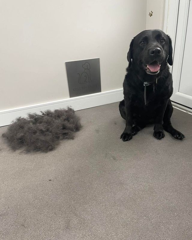 Smiling black Labrador-type dog next to a big pile of brushed-out undercoat at Kiss My Mutt, Stone