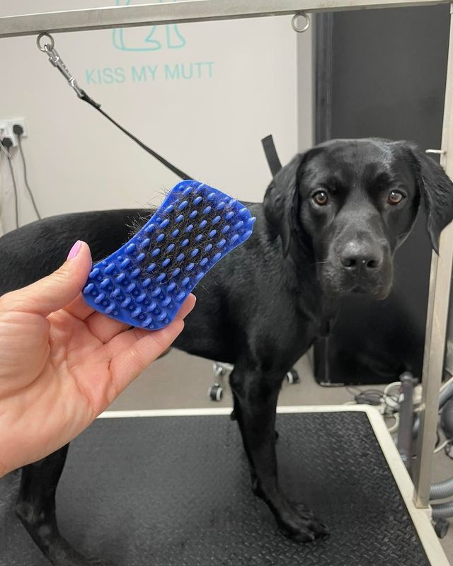 Black Labrador-type dog on the grooming table beside a rubber brush full of shed hair at Kiss My Mutt, Stone
