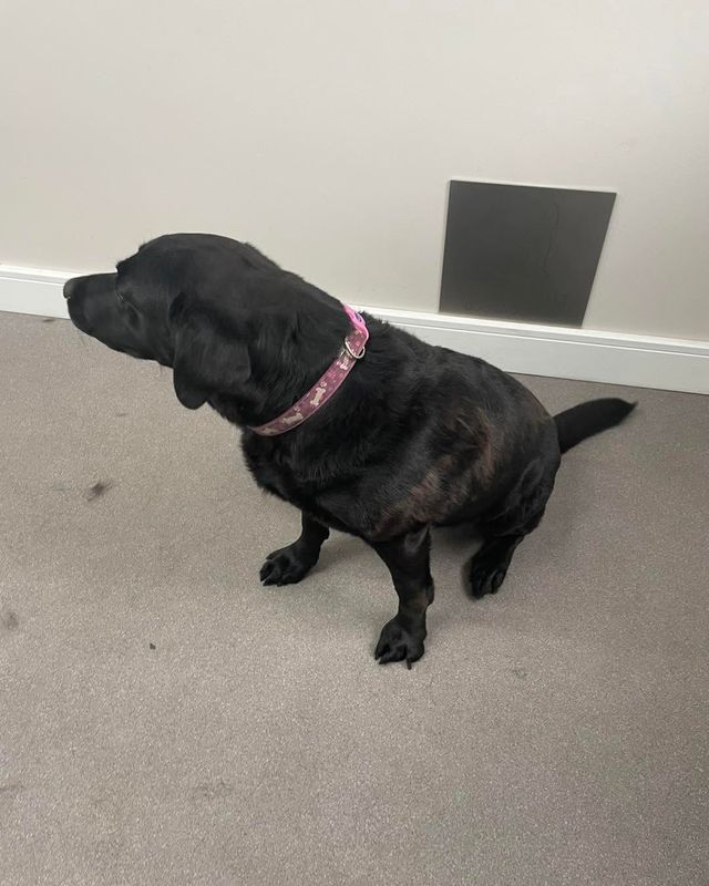 Black Labrador-type dog in a pink collar looking away at Kiss My Mutt, Stone