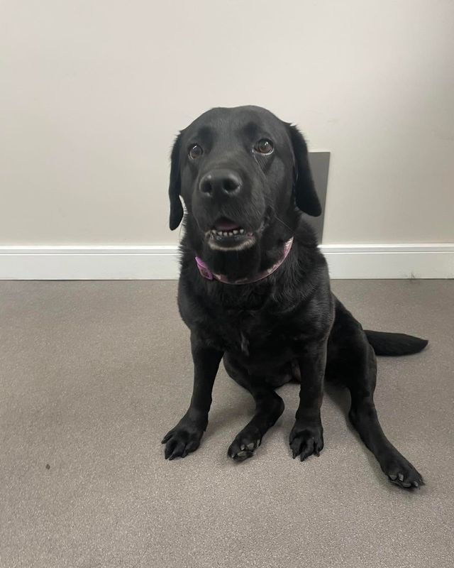 Black Labrador-type dog sitting on the salon floor at Kiss My Mutt, Stone