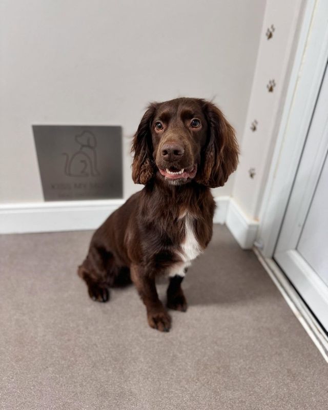 Chocolate cocker spaniel sitting by the salon door after a groom at Kiss My Mutt, Stone