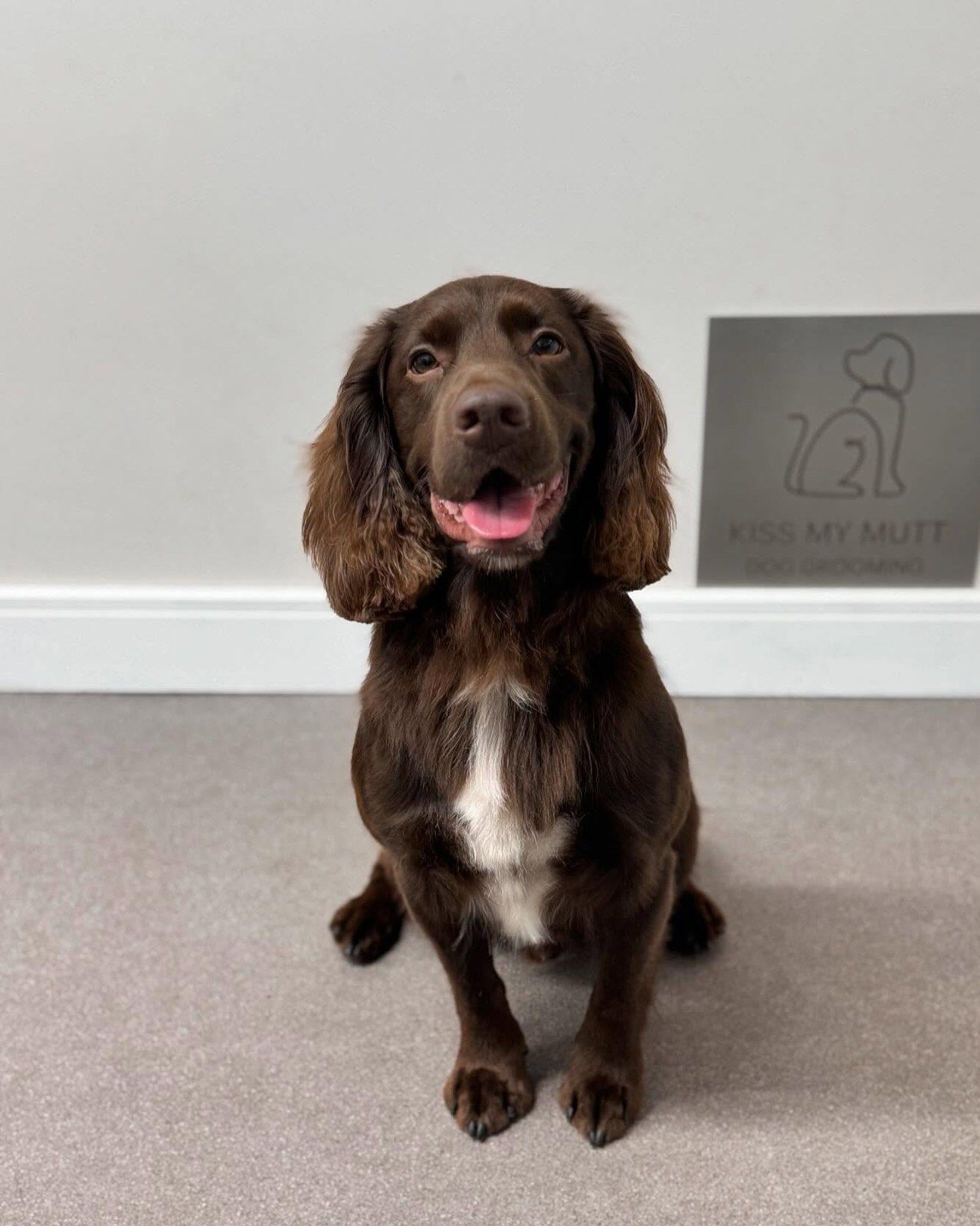Chocolate cocker spaniel sitting smartly by the Kiss My Mutt sign after a groom at Kiss My Mutt, Stone