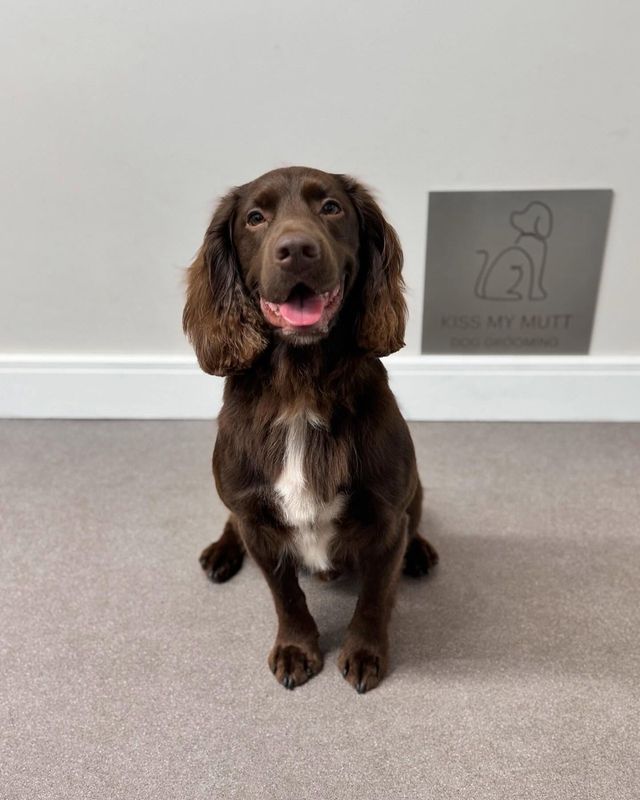 Chocolate cocker spaniel sitting smartly by the Kiss My Mutt sign after a groom at Kiss My Mutt, Stone