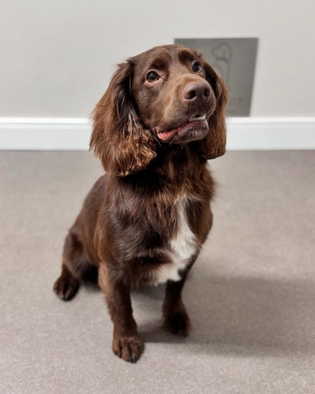 Chocolate cocker spaniel looking up with soft, freshly brushed ears at Kiss My Mutt, Stone