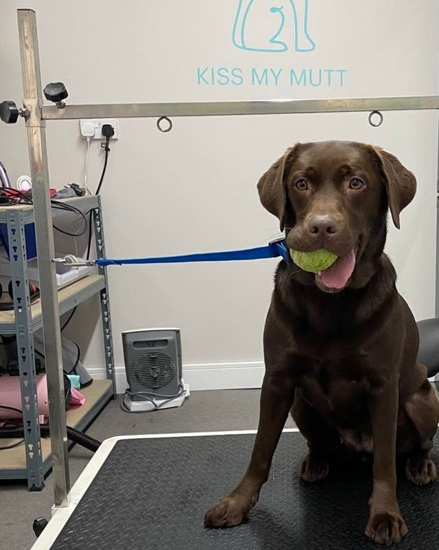 Chocolate Labrador holding a tennis ball on the grooming table at Kiss My Mutt, Stone