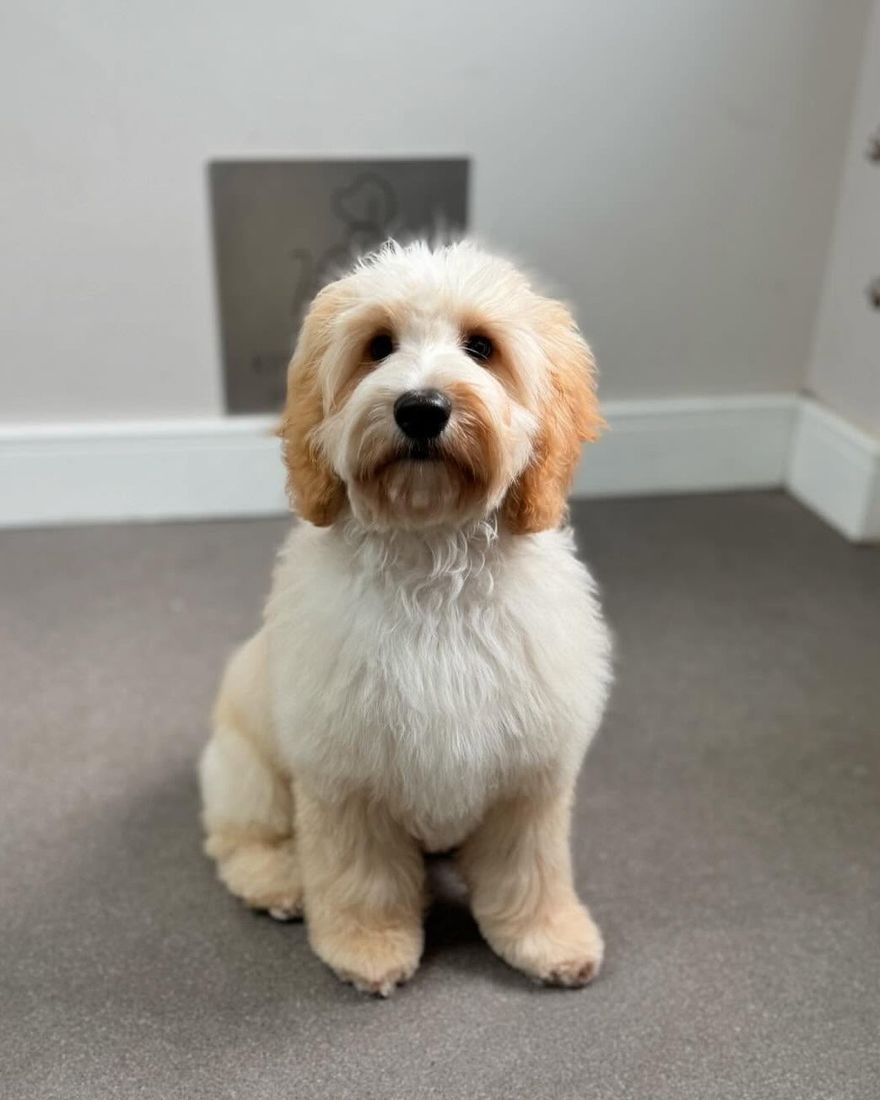 After: apricot and white cockapoo-type puppy following a trim at Kiss My Mutt, Stone