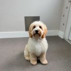 Apricot and white cockapoo-type puppy following a trim