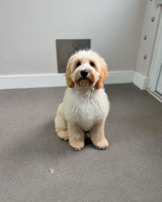 After: apricot and white cockapoo-type puppy following a trim at Kiss My Mutt, Stone