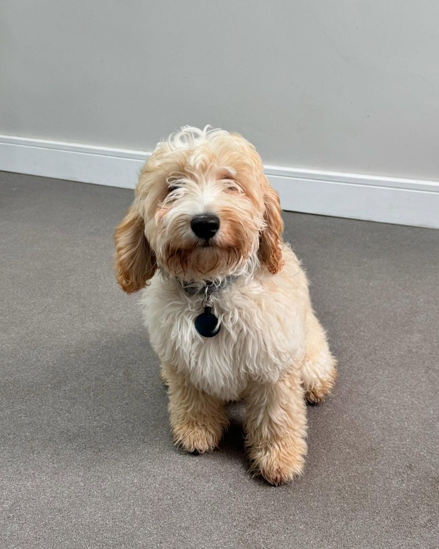 Before: apricot and white cockapoo-type puppy arriving for a trim at Kiss My Mutt, Stone