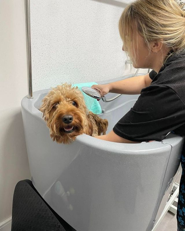 Cockapoo-type dog peeking over the side of the bath while being rinsed at Kiss My Mutt, Stone