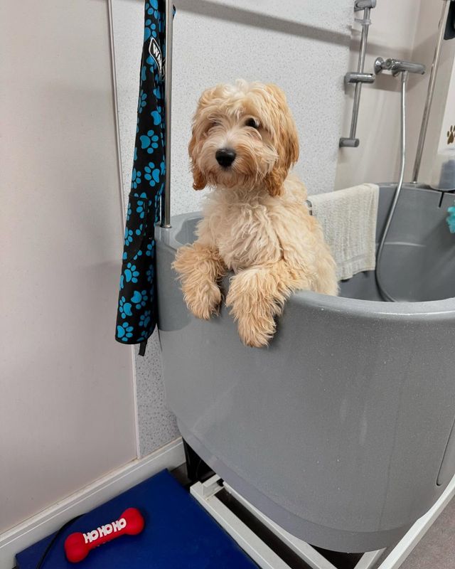Fluffy apricot cockapoo-type dog leaning over the edge of the bath at Kiss My Mutt, Stone