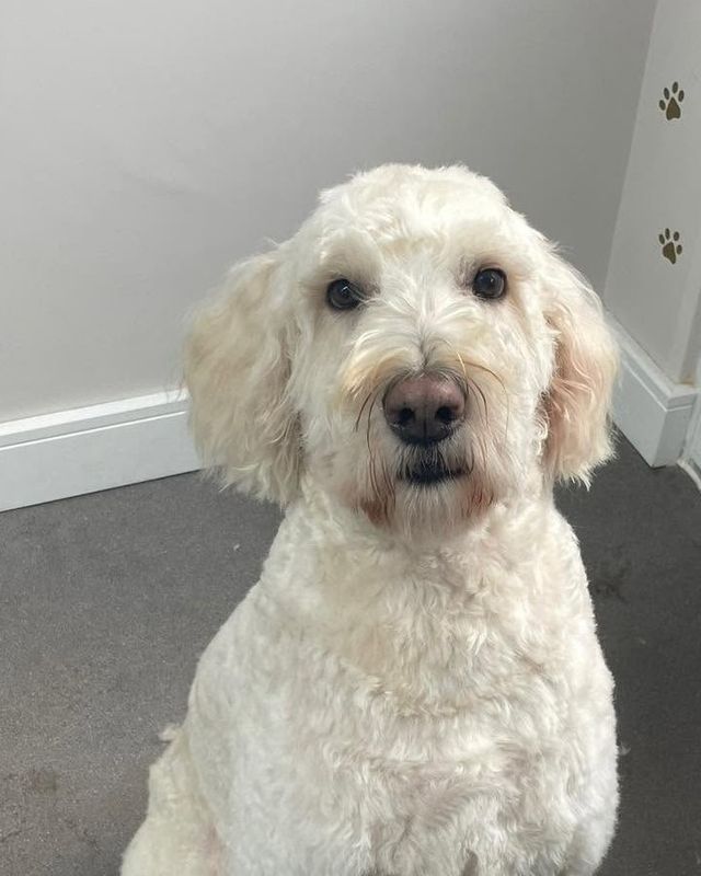 After: cream doodle-type dog following a bath and full groom at Kiss My Mutt, Stone