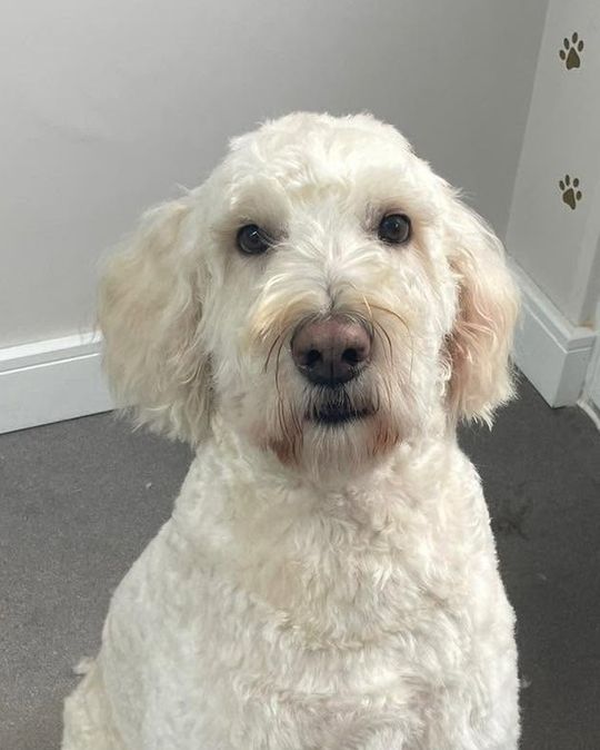 After: cream doodle-type dog following a bath and full groom at Kiss My Mutt, Stone