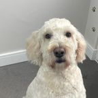 Cream doodle-type dog following a bath and full groom