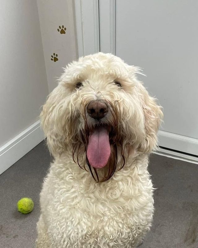 Before: cream doodle-type dog arriving for a bath and full groom at Kiss My Mutt, Stone