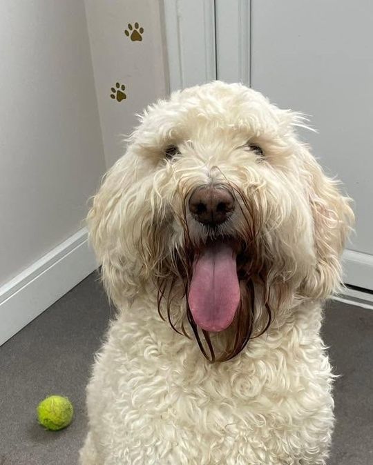 Before: cream doodle-type dog arriving for a bath and full groom at Kiss My Mutt, Stone