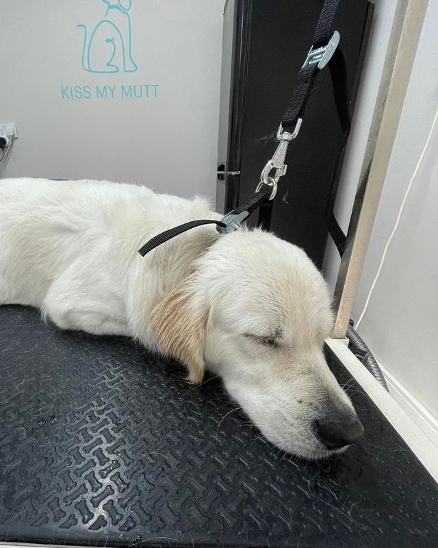 Cream Golden Retriever having a nap on the grooming table at Kiss My Mutt, Stone
