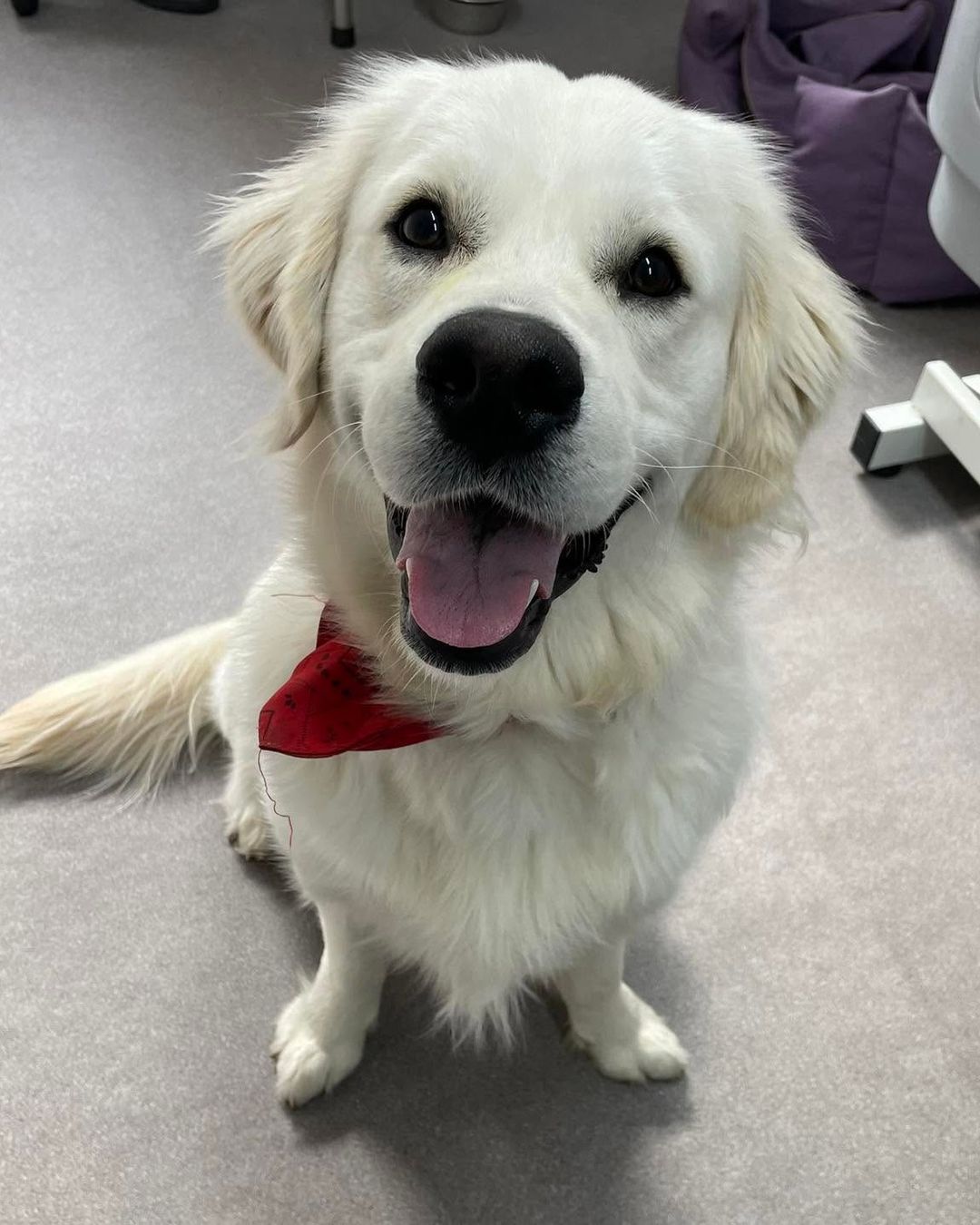 Smiling cream Golden Retriever in a red bandana at Kiss My Mutt, Stone