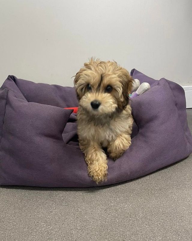 Curly-coated puppy relaxing in a purple dog bed at Kiss My Mutt, Stone