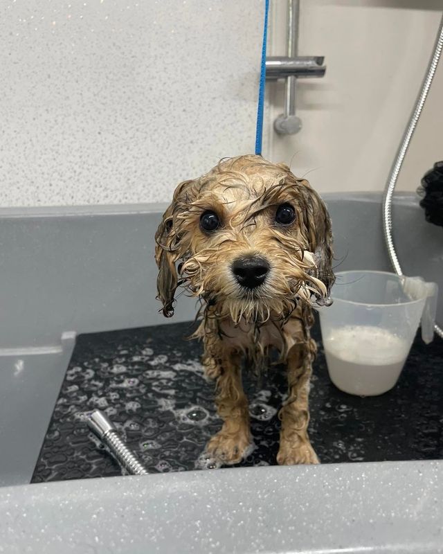 Wet curly-coated puppy standing in the bath looking at the camera at Kiss My Mutt, Stone