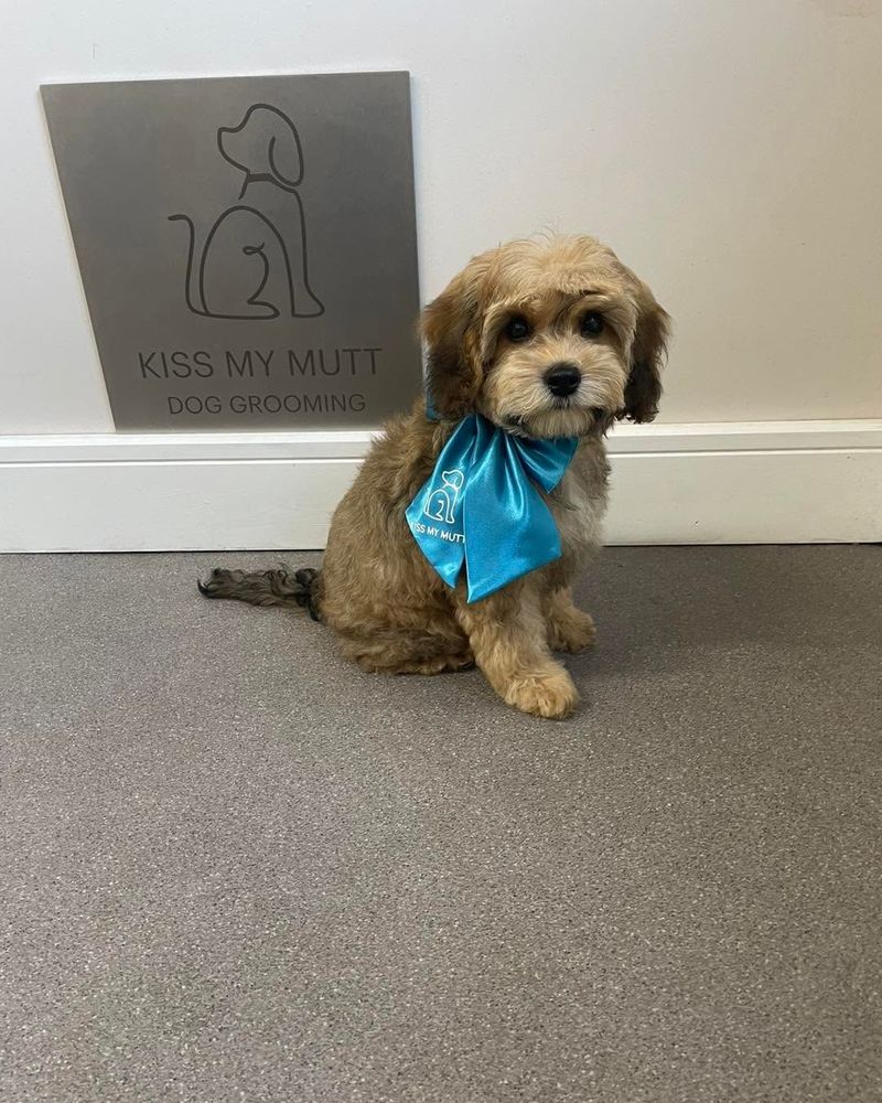 Curly-coated puppy wearing a Kiss My Mutt bow beside the salon sign at Kiss My Mutt, Stone