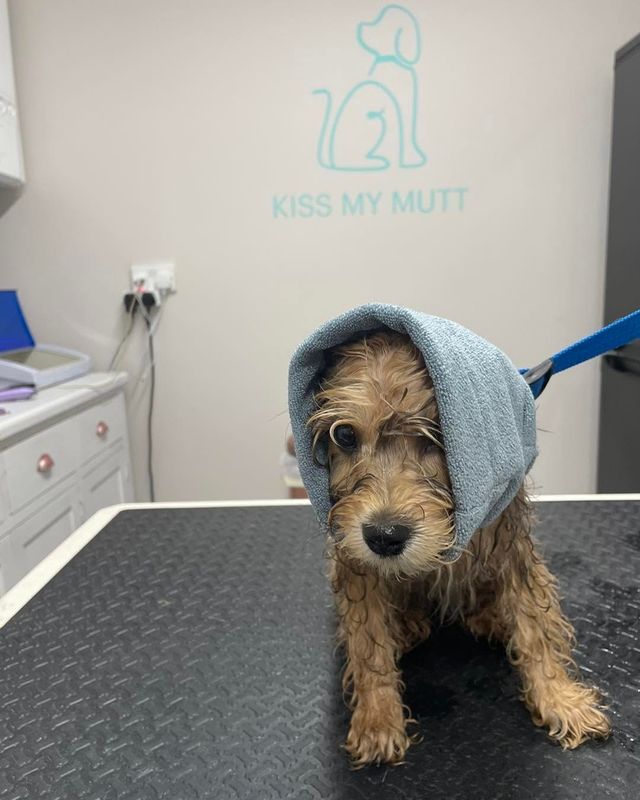 Wet curly-coated puppy peeping out from a towel hood after a bath at Kiss My Mutt, Stone