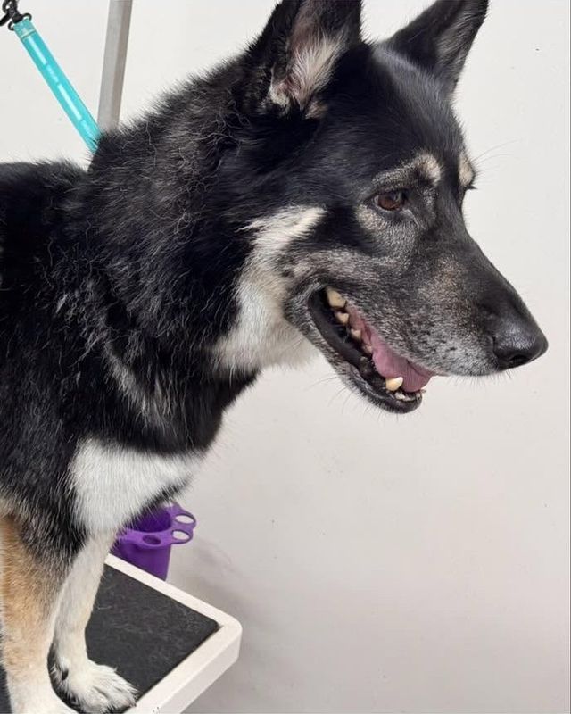 After: black and tan German Shepherd cross-type dog following a brush-out to remove loose undercoat at Kiss My Mutt, Stone