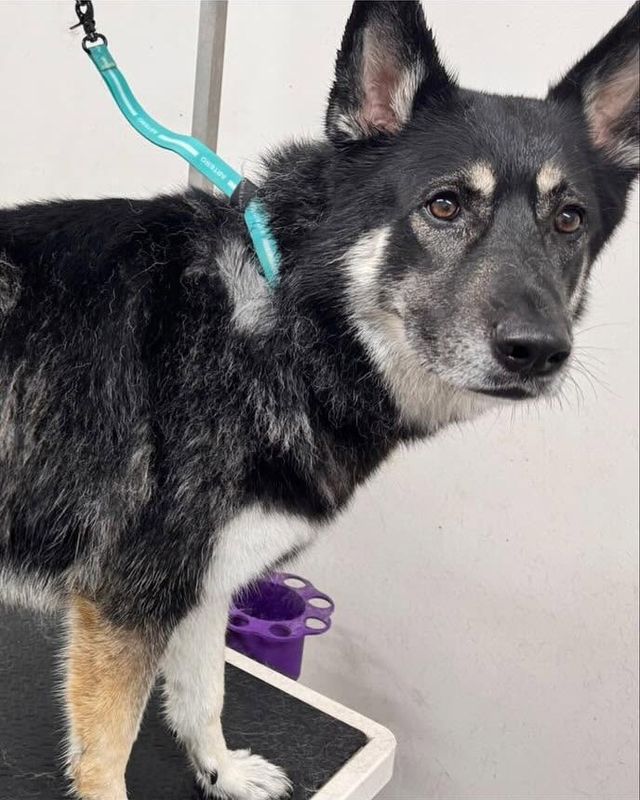 Before: black and tan German Shepherd cross-type dog arriving for a brush-out to remove loose undercoat at Kiss My Mutt, Stone