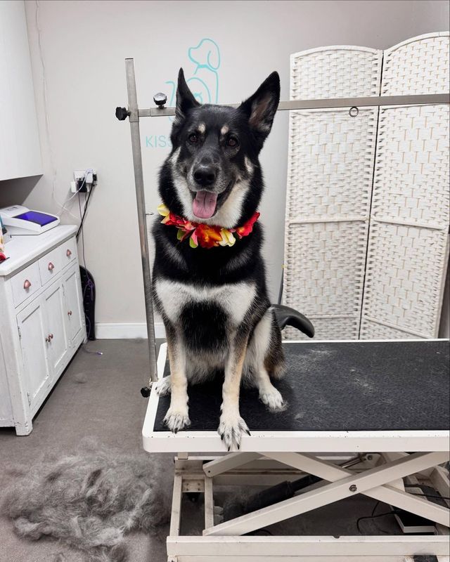 Black and tan German Shepherd cross-type dog in a flower collar on the grooming table beside a pile of brushed-out undercoat at Kiss My Mutt, Stone