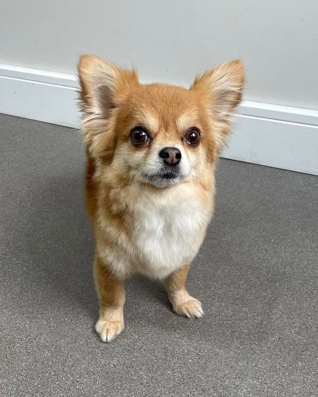 Long-haired Chihuahua-type dog standing on the salon floor after a groom at Kiss My Mutt, Stone