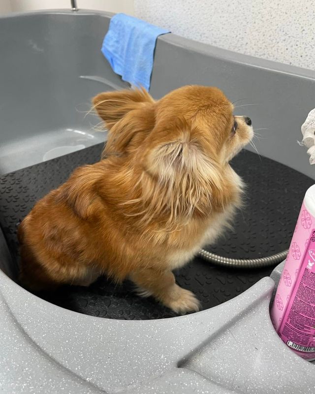 Long-haired Chihuahua-type dog waiting in the bath at Kiss My Mutt, Stone