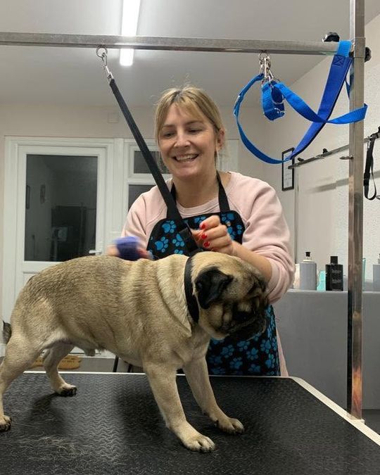 Magda brushing a pug on the grooming table at Kiss My Mutt, Stone