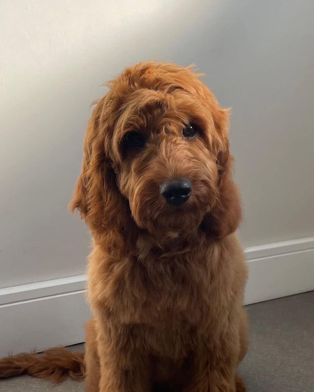 After: red curly-coated doodle-type dog following a full groom at Kiss My Mutt, Stone