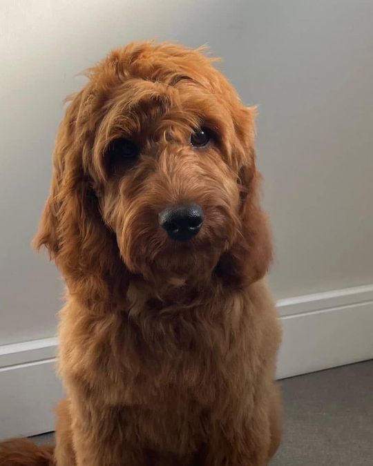 After: red curly-coated doodle-type dog following a full groom at Kiss My Mutt, Stone