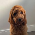 Red curly-coated doodle-type dog following a full groom