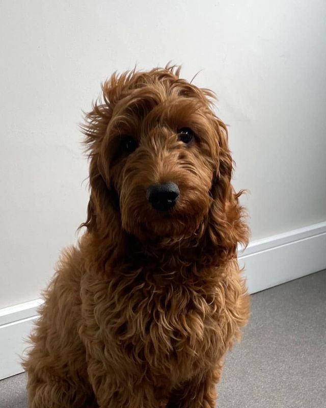Before: red curly-coated doodle-type dog arriving for a full groom at Kiss My Mutt, Stone