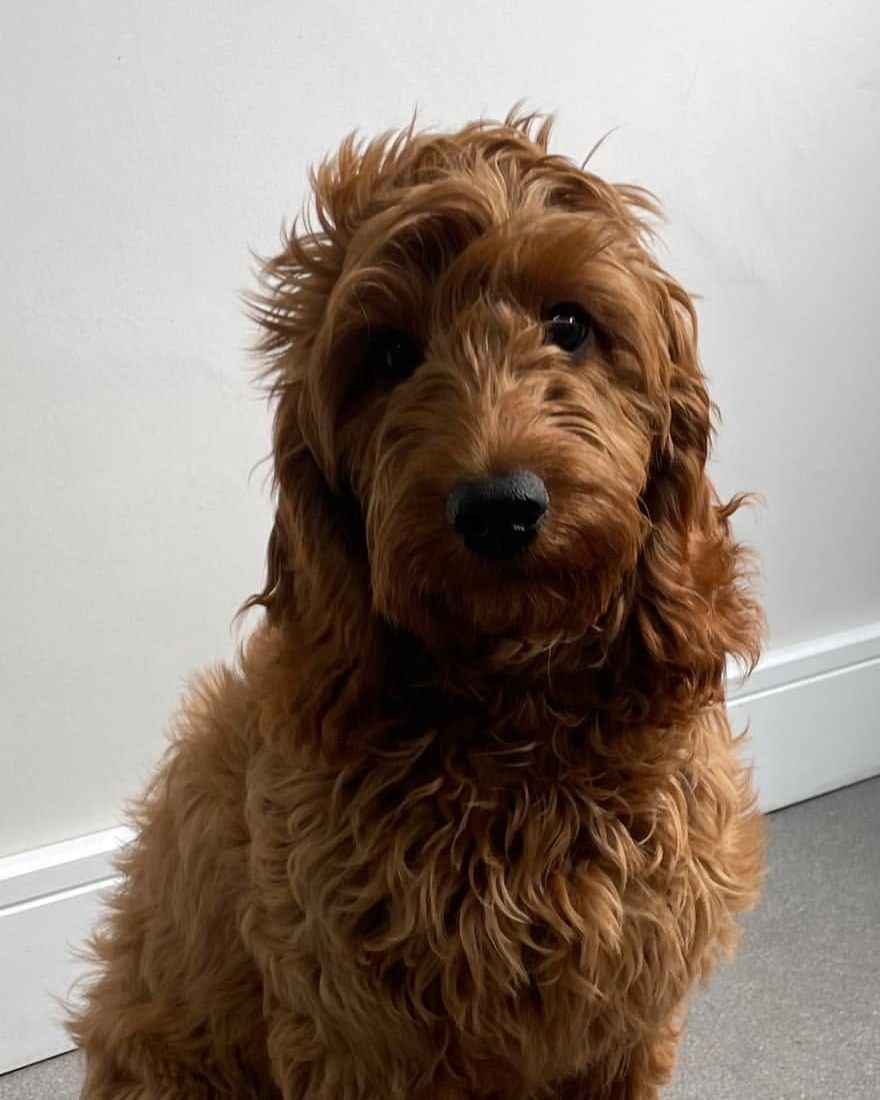 Before: red curly-coated doodle-type dog arriving for a full groom at Kiss My Mutt, Stone