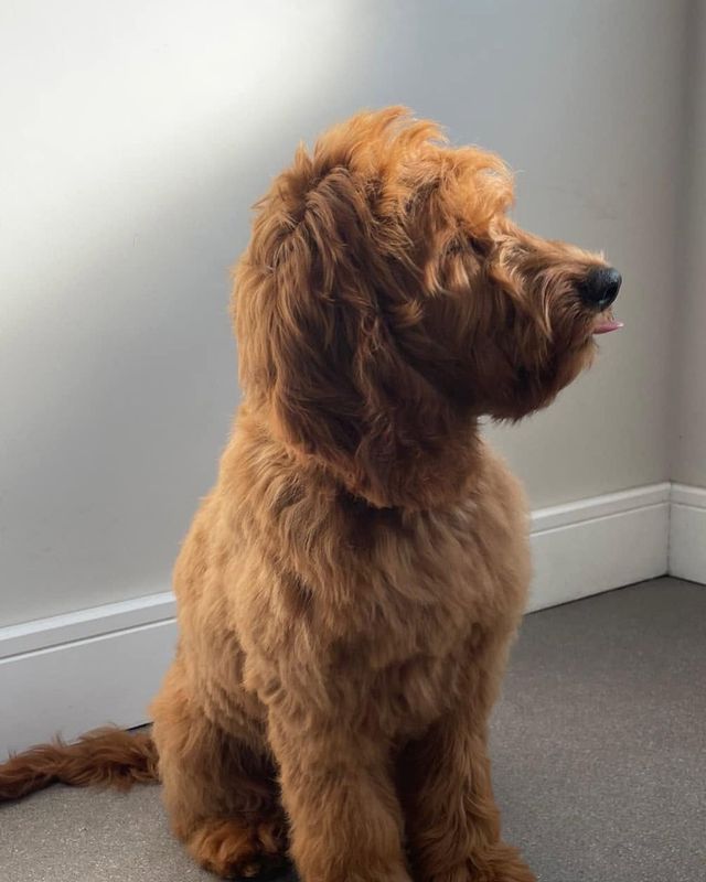After: red curly-coated doodle-type dog following a full groom at Kiss My Mutt, Stone