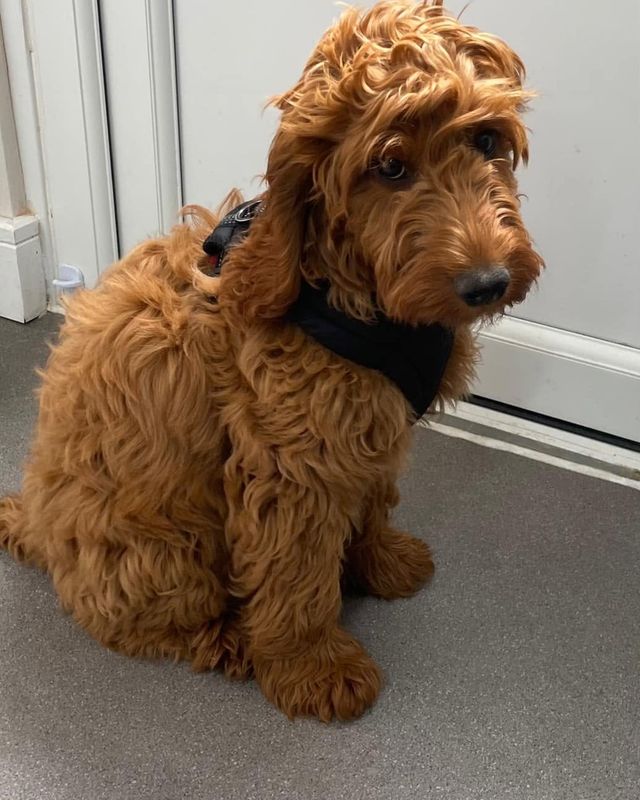 Before: red curly-coated doodle-type dog arriving for a full groom at Kiss My Mutt, Stone