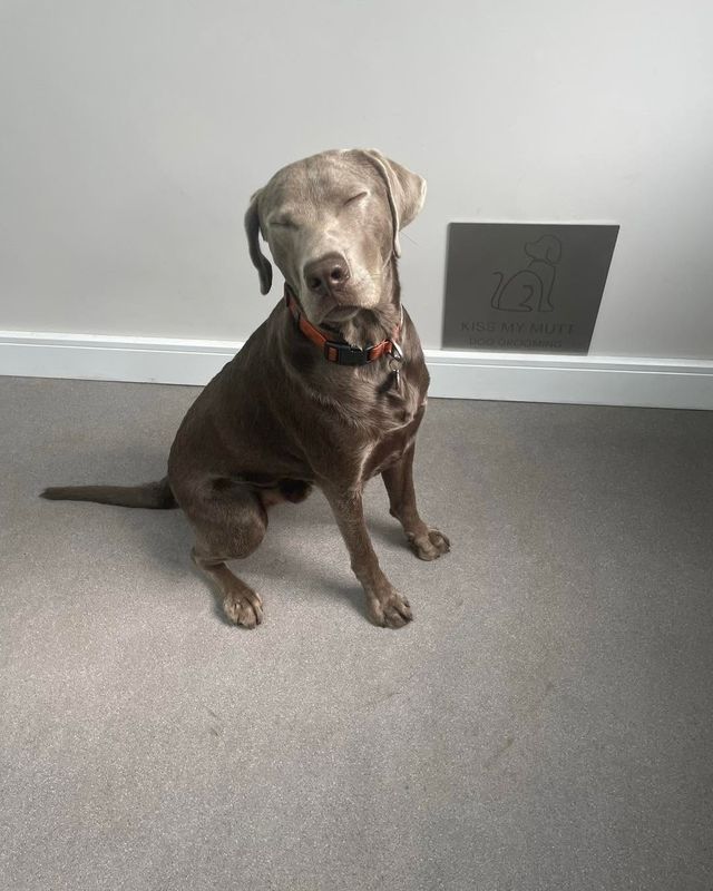 Relaxed silver Labrador-type dog sitting with eyes closed at Kiss My Mutt, Stone