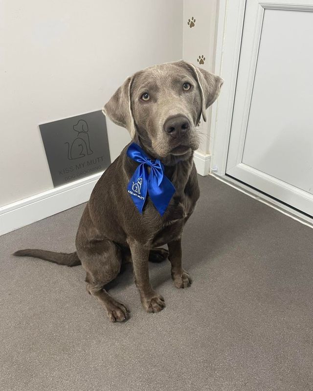Silver Labrador-type dog wearing a blue Kiss My Mutt bow after a groom at Kiss My Mutt, Stone