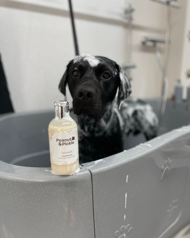 Soapy black dog in the bath behind a bottle of dog shampoo at Kiss My Mutt, Stone