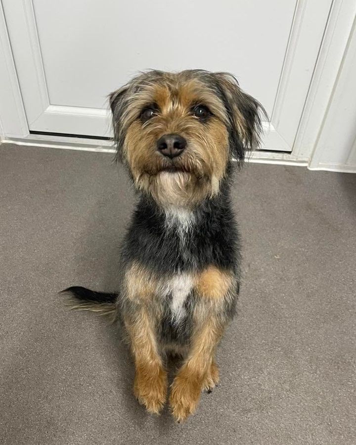 After: scruffy terrier cross-type dog following a bath and tidy-up at Kiss My Mutt, Stone