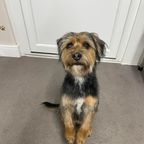 Scruffy terrier cross-type dog following a bath and tidy-up