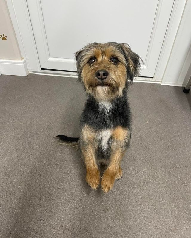 After: scruffy terrier cross-type dog following a bath and tidy-up at Kiss My Mutt, Stone