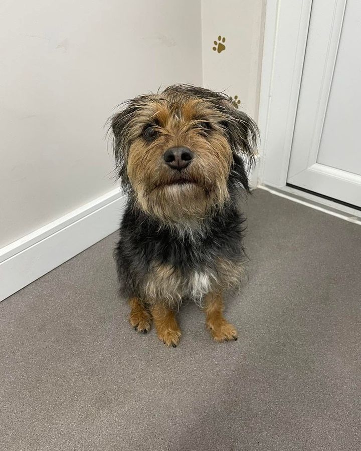 Before: scruffy terrier cross-type dog arriving for a bath and tidy-up at Kiss My Mutt, Stone