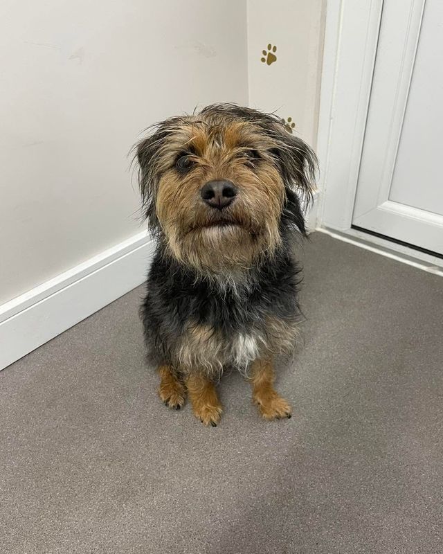 Before: scruffy terrier cross-type dog arriving for a bath and tidy-up at Kiss My Mutt, Stone
